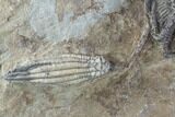 Crinoid Plate ( species) - Indiana #95203-12